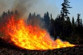 Forest fire. Forest fire in progress. Wildfire. Large flames of forest fire. Incendio forestal. Canada