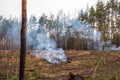 Forest fire, sawn trees burn and smoke after wood deforestation, destruction of coniferous trees
