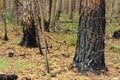 Scorched trees, burned tree trunks, forest fire Royalty Free Stock Photo