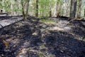 Scorched trees, burned tree trunks, forest fire Royalty Free Stock Photo