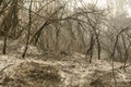 Forest fire scorched trees and shrubs Royalty Free Stock Photo