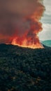 Forest fire spreads wildly, engulfing trees in fierce blaze