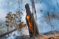 Trees that are severely damaged by fire Royalty Free Stock Photo