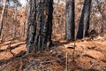 Forest after a fire . Trees that are severely damaged by fire Royalty Free Stock Photo