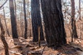 Forest after a fire . Trees that are severely damaged by fire Royalty Free Stock Photo