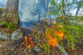 Forest fire. Burning larch Royalty Free Stock Photo