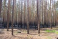 Forest Fire, Wildfire. Burned trees Royalty Free Stock Photo