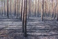 Forest Fire, Wildfire. Burned trees Royalty Free Stock Photo