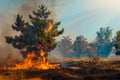 Forest Fire, Wildfire burning tree in red and orange color