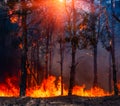 Forest Fire, Wildfire burning tree in red and orange color Royalty Free Stock Photo