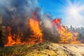 Forest Fire, Wildfire burning tree in red and orange color Royalty Free Stock Photo