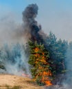 Forest Fire, Wildfire burning tree in red and orange color Royalty Free Stock Photo