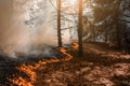 Forest Fire, Wildfire burning tree in red and orange color Royalty Free Stock Photo