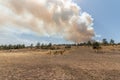 Forest fire wreaks havoc on causse de sauveterre