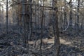 forest after the fire, young coniferous forest burned, remains of coniferous trees after a strong fire