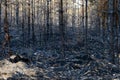 forest after the fire, young coniferous forest burned, remains of coniferous trees after a strong fire