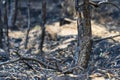 forest after the fire, young coniferous forest burned, remains of coniferous trees after a strong fire