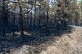 forest after the fire, young coniferous forest burned, remains of coniferous trees after a strong fire