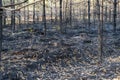 forest after the fire, young coniferous forest burned, remains of coniferous trees after a strong fire