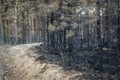 forest after the fire, young coniferous forest burned, remains of coniferous trees after a strong fire