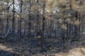 forest after the fire, young coniferous forest burned, remains of coniferous trees after a strong fire