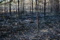 forest after the fire, young coniferous forest burned, remains of coniferous trees after a strong fire