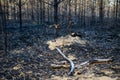 forest after the fire, young coniferous forest burned, remains of coniferous trees after a strong fire