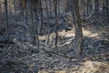 forest after the fire, young coniferous forest burned, remains of coniferous trees after a strong fire