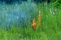 Forest fires,Grass fire,Forest fires and wind dry completely destroy the forest and steppe during a severe drought.