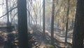 Forest fires are nature`s suffering