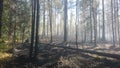 Forest fires are nature`s suffering