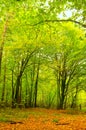 Forest in the first days of autumn