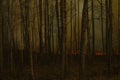 Forest in flames. forest fire with smoke wall. fire light up through the birch trees