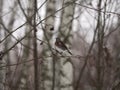 Winter forest!Birds pecking berries!