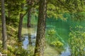 Flooded forest after thaw Royalty Free Stock Photo