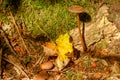 Forest floor in autumn, close-up of coarse woody debris Royalty Free Stock Photo