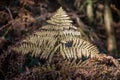 Forest floor in autumn - brown ferns