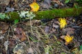 Forest floor background with autumn colors and copy space Royalty Free Stock Photo