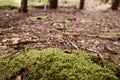 Forest floor Royalty Free Stock Photo