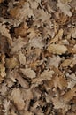 Forest floor of brown dead leaves Royalty Free Stock Photo