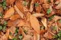 Forest floor of brown dead leaves Royalty Free Stock Photo