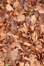 Forest floor of brown dead leaves Royalty Free Stock Photo