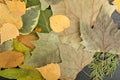 Flat Dried Leaves or Forest Floor in Camouflage Colors Royalty Free Stock Photo