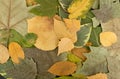 Flat Dried Leaves or Forest Floor in Camouflage Colors Royalty Free Stock Photo