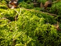 Forest floor carpet covered in green moss - long-leaved tail-moss in wet forest. European moss species Royalty Free Stock Photo