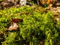 Forest floor carpet covered in green moss - long-leaved tail-moss in wet forest. European moss species Royalty Free Stock Photo