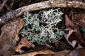 Forest floor with Cladoniaceae