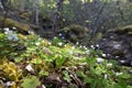 Forest floor with common wood sorrell Oxalis acetosella Royalty Free Stock Photo