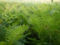 Forest Floor Covered with Backlit Ostrich or Wood Ferns in Minnesota