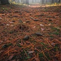 The ground is uneven with small mounds accented by fallen leaves and Royalty Free Stock Photo
